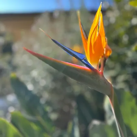 La Casa Nel Castello E Il Giardino Segreto * Suvereto